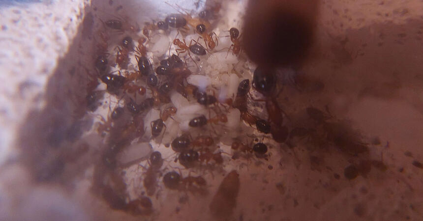 Camponotus discolor housed in Ytong
