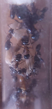 Camponotus novaeboracensis