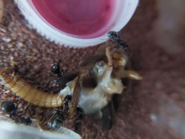 Camponotus novaeboracenis chowing on Dubia Roach