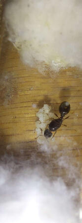 Tetramorium immigrans Founding Queen