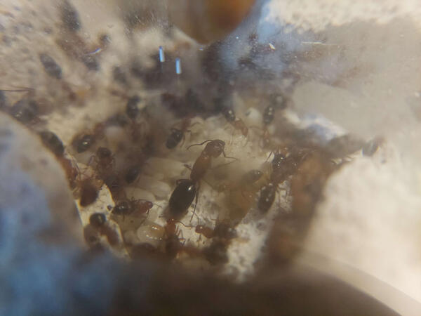 Camponotus discolor queen inside her nest